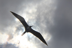 Fregata magnificens