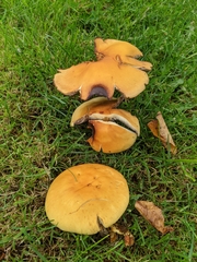 Agaricomycetes