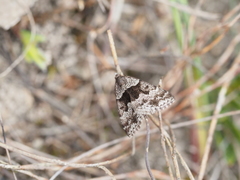 Dichromodes ainaria