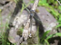 Archilestes