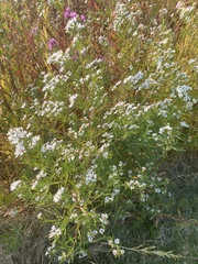 Symphyotrichum ericoides