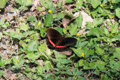 Biblis aganisa