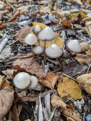 Fungi