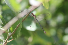 Archilestes