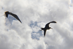 Fregata magnificens