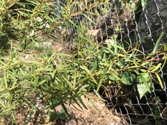 Leptospermum petersonii