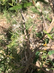 Leptospermum petersonii