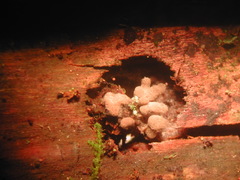 Cribraria microcarpa