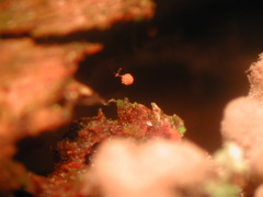 Cribraria microcarpa