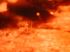 Cribraria microcarpa