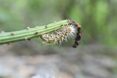 Selenicereus murrillii