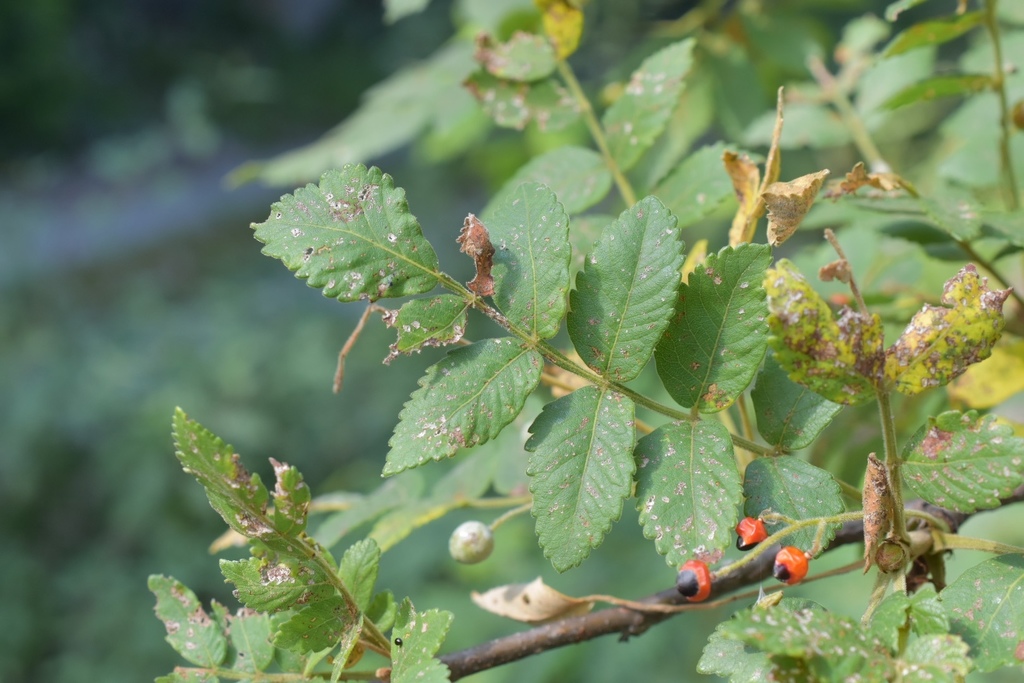 Bursera macvaughiana
