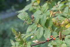 Bursera macvaughiana