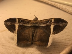 Hemeroblemma mexicana