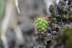 Ferocactus reppenhagenii