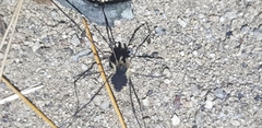 Oligolophus tienmushanensis