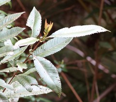 Caldcluvia paniculata