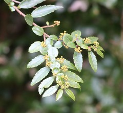 Azara lanceolata