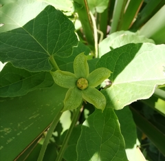 Gonolobus erianthus