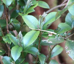 Myrceugenia planipes