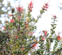 Tristerix corymbosus