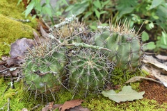 Ferocactus reppenhagenii