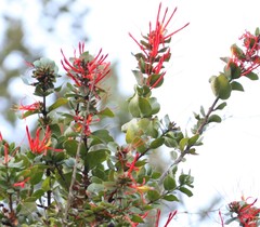 Tristerix corymbosus