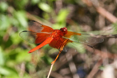 Libellula gaigei