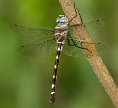 Macromia annulata