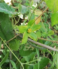 Gonolobus erianthus