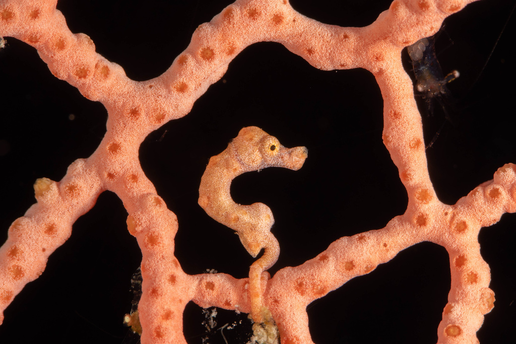 Photo of Denise's pygmy seahorse (Hippocampus denise)