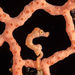 Denise's Pygmy Seahorse - Photo (c) jackmckee50, some rights reserved (CC BY-NC)