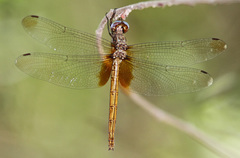 Macrothemis inacuta