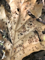 Neuroterus saltarius