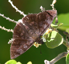 Pellicia arina