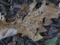 Neuroterus saltarius