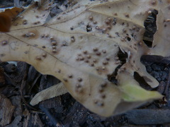 Neuroterus saltarius