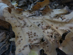 Neuroterus saltarius