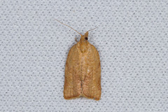 Argyrotaenia franciscana