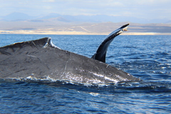 Megaptera novaeangliae