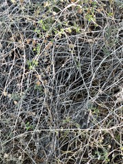 Brickellia desertorum