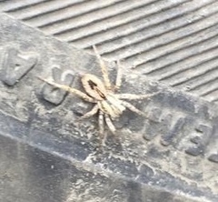 Sanogasta