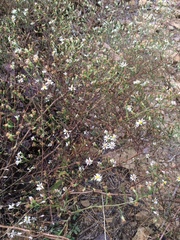 Symphyotrichum depauperatum