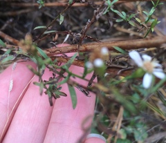 Symphyotrichum depauperatum