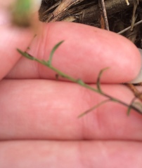 Symphyotrichum depauperatum