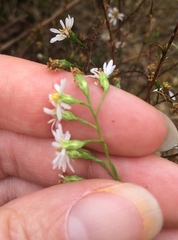 Symphyotrichum depauperatum