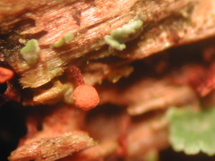 Cribraria rufa