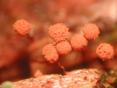 Cribraria rufa