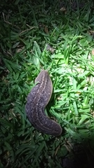 Phyllocaulis soleiformis