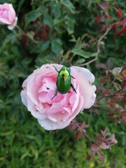 Calomacraspis splendens